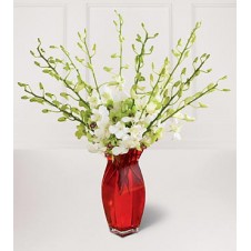 Two Dozen White Orchids in a Vase