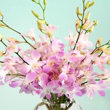 Pink Sprayed Orchids in a Vase