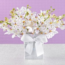 Three Dozen White Orchids in a Vase