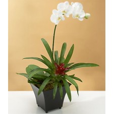 White Dendrobium Orchid Plant