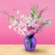 Mistine Dendrobium Orchids in a Vase