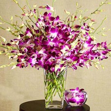 12 stems of Purple Dendrobium Orchids in a Vase