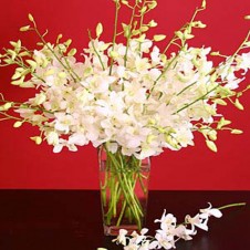 12 stems of white Dendrobium Orchids in a Vase