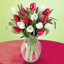 Romance Tulips