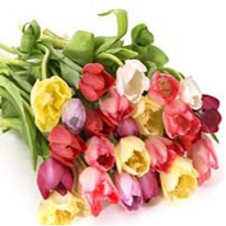 10 pcs Multi Colored Tulips in a Bouquet