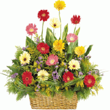 Touch Gerbera w/ Fillers and Greeneries in a Basket
