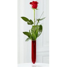 Single Holland Red Rose Bouquet
