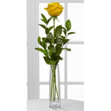 Single Holland Yellow Rose in a Vase