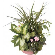 Long-Lasting Potted Tropical Plants