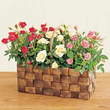 Red,Pink & White Mini Roses Plant in a Basket