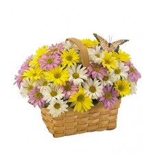 A Nice Basket of Daisy