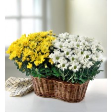 White & Yellow Mums