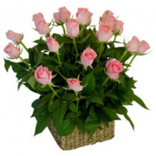 2 dozen Pink Roses in a Basket