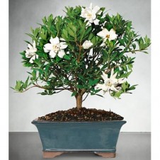 Blossoming Abundance Gardenia