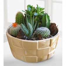 Desert Daydreams Cactus dish Garden