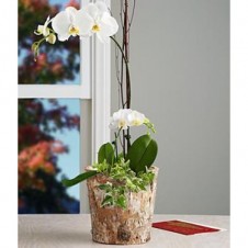 Elegant White Orchid Garden