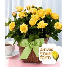 Yellow Rose in a Basket