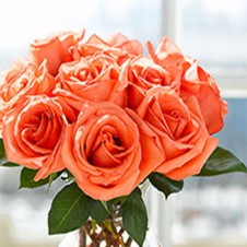 1 Dozen Orange Roses in a Bouquet