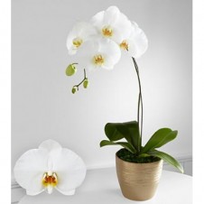 Graceful Greetings Phalaenopsis Orchid