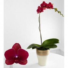 Heart's Wishes Phalaenopsis Orchid