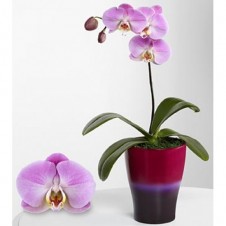 Sweet Sensation Phalaenopsis