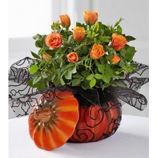 Bewitching Beauty Halloween Mini Rose