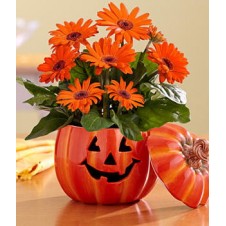 The Great Gerbera Pumpkin in a Pumpkin Vase