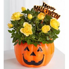 Halloween Happiness Mini Rose Plant