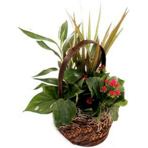 Send This Arrangement Of Plants In A Basket