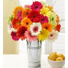 Happy Gerbera Daisies 24 Stems in a Bouquet