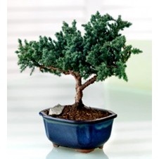 Deluxe Juniper Bonsai