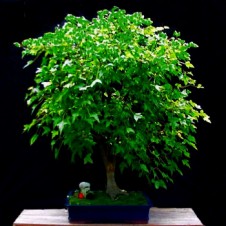 Chinese Holly