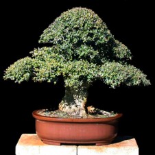 Ficus Nana Specie