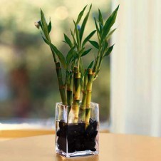 Lucky Bamboo In A Vase