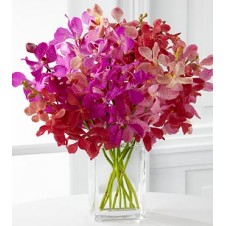 Tickled Pink Orchid in a Vase