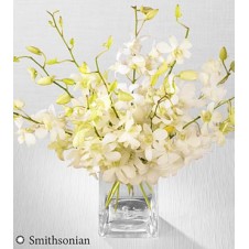 White Whispers in a Vase