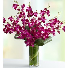 Orchid Embrace in a Vase